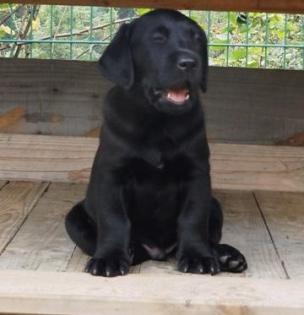 Labrador Retriever Welpen vom Sauboden FCI