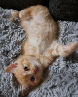 Bkh Red-tabby-kater, Black-silver-tabby-kater