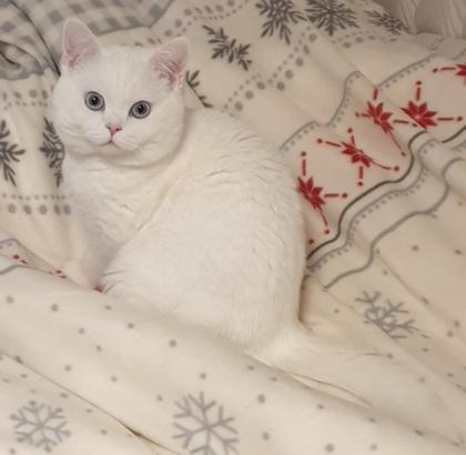 Deckkater BKH weiß mit blauen Augen Kein Verkauf