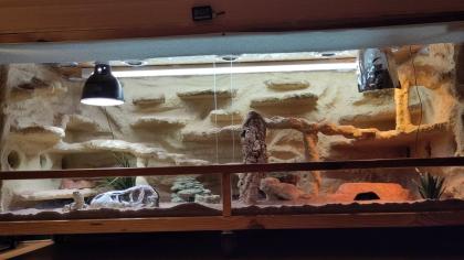 Weibliche Zwergbartagame mit Terrarium und Zubehör abzugeben
