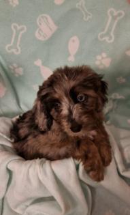 Miniature Aussiedoodle Welpen