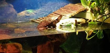 Wasserschildkröten und Zubehör