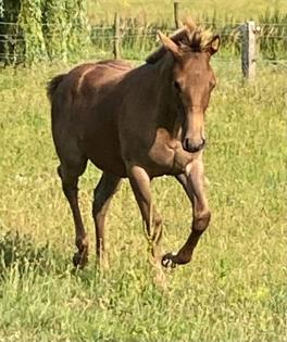 Quarter Horse Hengstfohlen