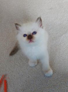 Heilige birma kitten