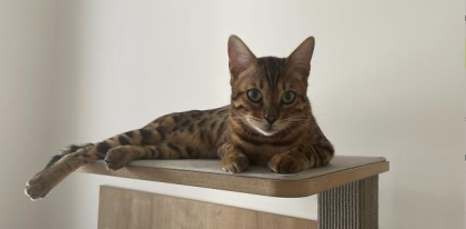Bengal Kater 10 Monate alt in gute Hände abzugeben