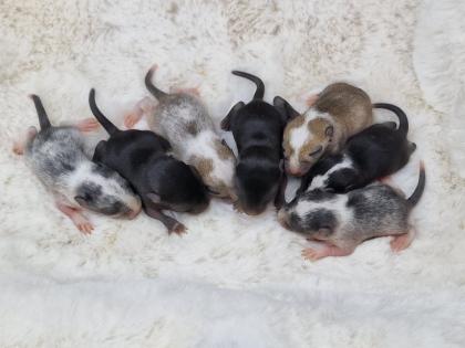 Mega süsse Rennmausbabys suchen ein neues zuhause