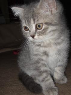 BKH-Katzenbabys