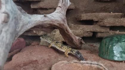 Leopardgecko in liebevolle Hände abzugeben