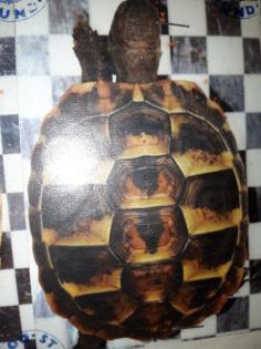 Neues zuhause für zwei griechische landschildkröten gesucht