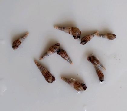 5 Malaiische Turmdeckelschnecken
