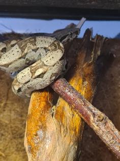 Boa constrictor imperator