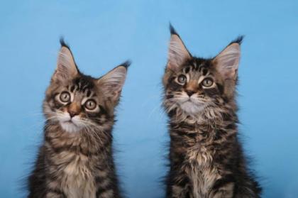 Reinrassige Maine coon Stammbaum