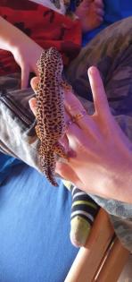 Leopardengecko Familie sucht neue und gemütliche zuhause