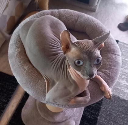 Deckkater, Kanadischer Sphynx