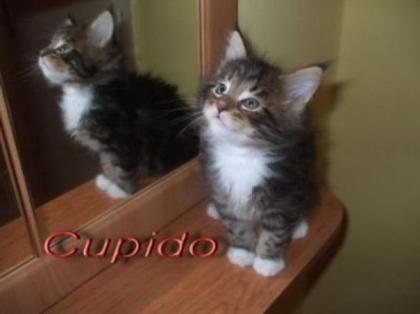 Maine Coon Kitten mit Papiere und Gesundgarantie