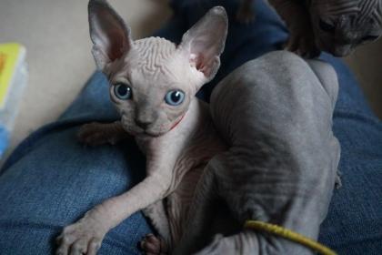 Canadian Sphynx Kitten