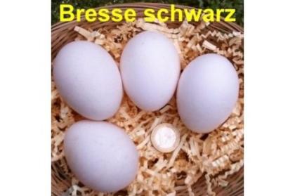 BRESSE schwarz, Bruteier, seltene Hühnerrasse
