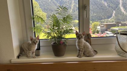 Siam / Snow Bengal Mix Kitten