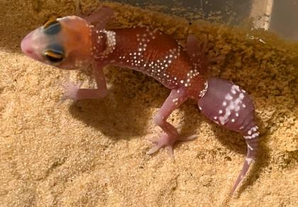 Australischer Dickschwanzgecko/Bellende Geckos/ Underwoodisaurus millii abzugeben, NZ 2023, besond
