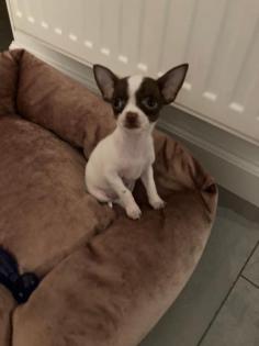 Chihuahua Welpen Mini