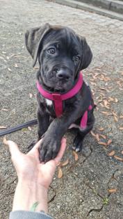 Schweiz-Zürich Sehr schöne Cane Corso Welpen suchen ein Zuhause