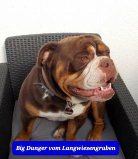 3 Old English Bulldog Welpen suchen bald neues Zuhause -