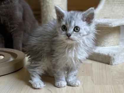 Selkirk Rex Kitten