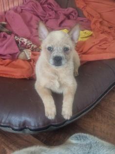 Australien Cattle Dog Welpen