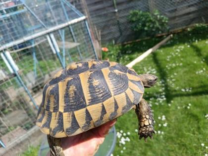 Junges erwachsenes Weibchen, griechische Landschildkröte mit Gelege