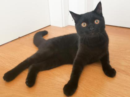 Kater BKH - schwarz/dunkelbraun - 8 Monate alt