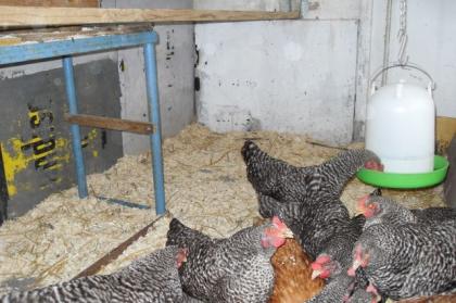 Verkaufe 9 Stück Blausperber Hennen und ein Isarbraun Huhn 2 Jahre