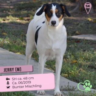 Jerry. bildhübsch, lieb und ein aktiver Sonnenschein