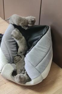 BKH Kitten suchen ein Zuhause