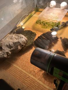 Schildkröten chinesische Wasserschildkröten