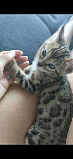 Bengalkitten 9. Woche