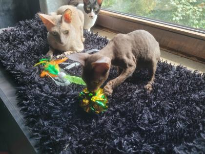 Wunderschönes Cornish Rex Katerchen in chocolate