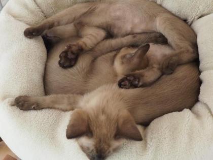 Siam - Thai - Burma - Tonkanesen - Kitten