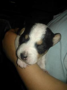 Jack Russell Welpe Rüde Jacky sucht neue liebevolle Familie oder Menschen fürs L
