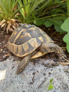 Griechische Landschildkröte weiblich zu verkaufen
