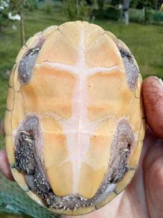 Biete adulte Moschusschildkrötenweibchen, Sternotherus odoratus