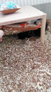 Jungtiere Meerschweinchen