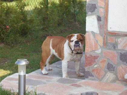 Eng Bulldog Hündin 9 mon schweren Herzens abzugeb