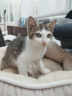 Junges Katzen mädchen