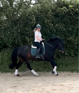 Reitbeteiligung Reiter sucht