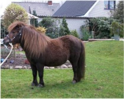 Shetty Pony sehr schön tragend