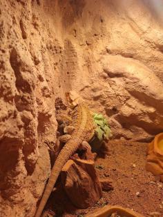 Bartagame mit Terrarium und Zubehör