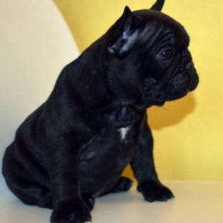 Wunderschöne Welpen der Französischen Bulldogge zu verkaufen.