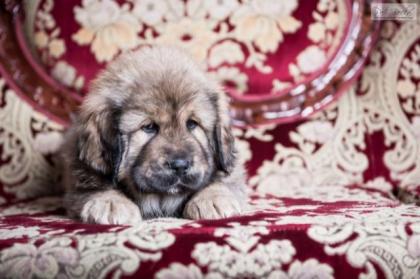 Tibetdogge Do-Khyi Welpen mit Stammbaum