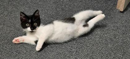 Katze 3 Monate alt