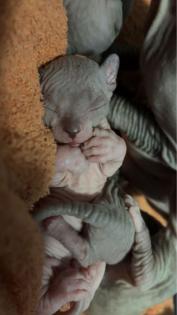 Liebevolle Sphynx Kätzchen abzugeben